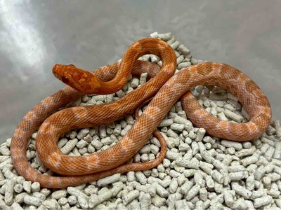 3階新入荷ヘビ : 爬虫類倶楽部