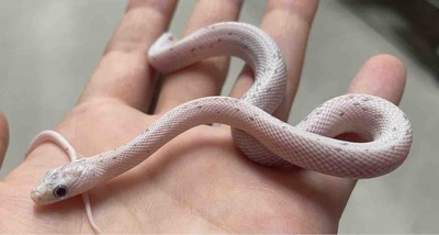 FullSizeRender