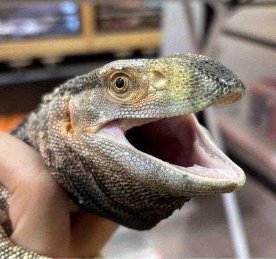 FullSizeRender