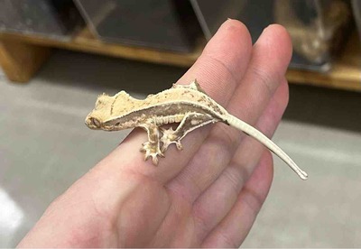 FullSizeRender