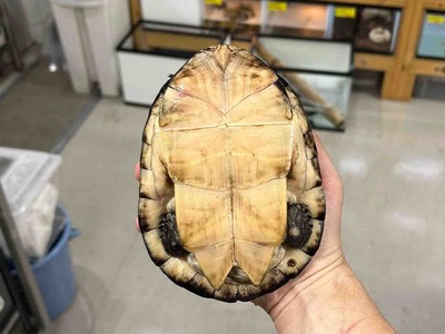 FullSizeRender