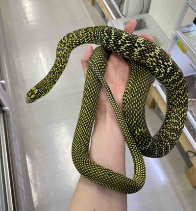 FullSizeRender
