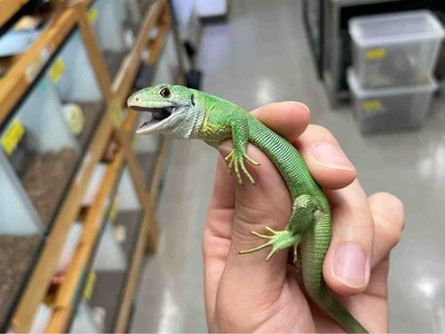 FullSizeRender