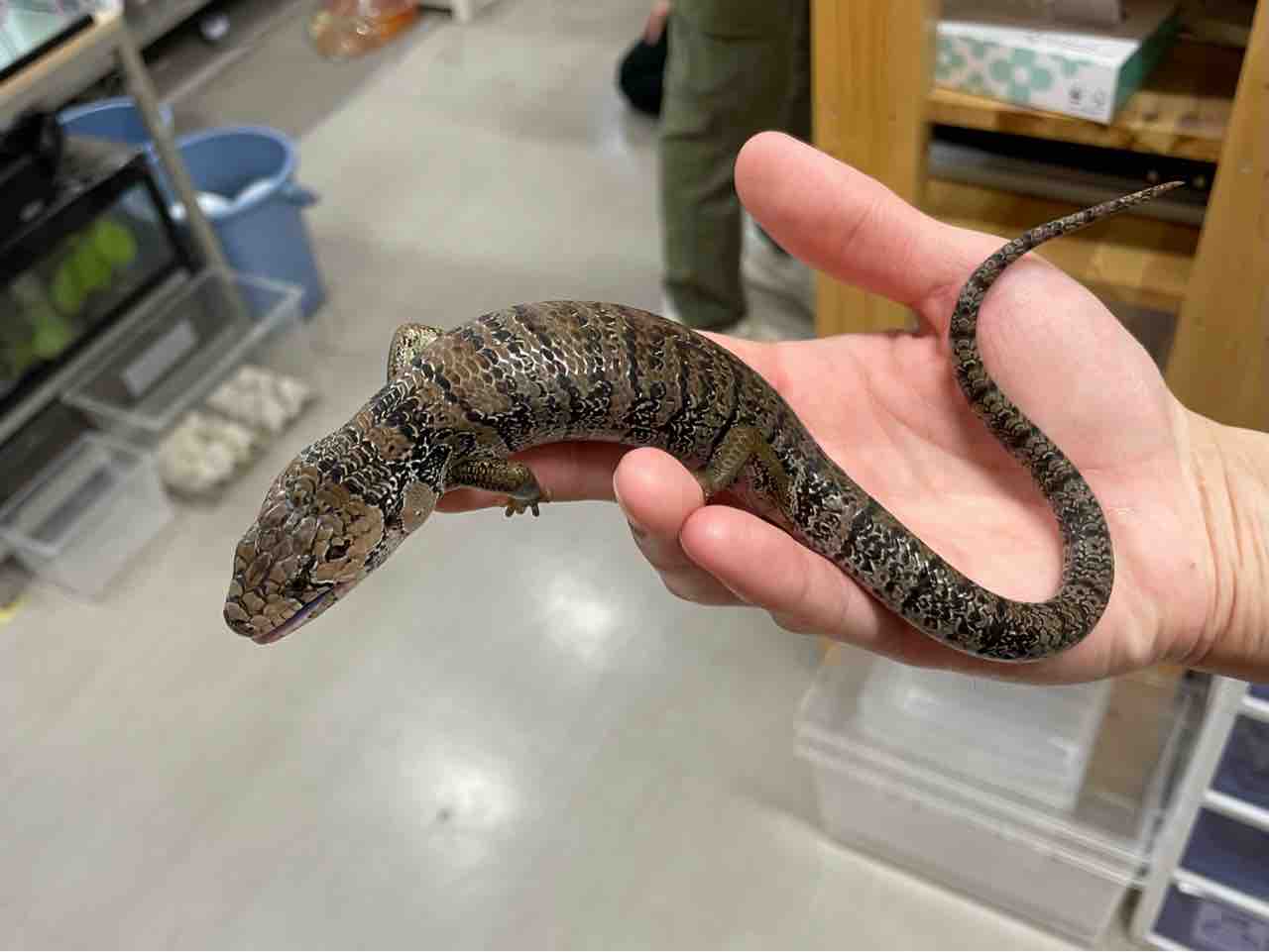 今週の2階新入荷 ヘビ、トカゲ : 爬虫類倶楽部