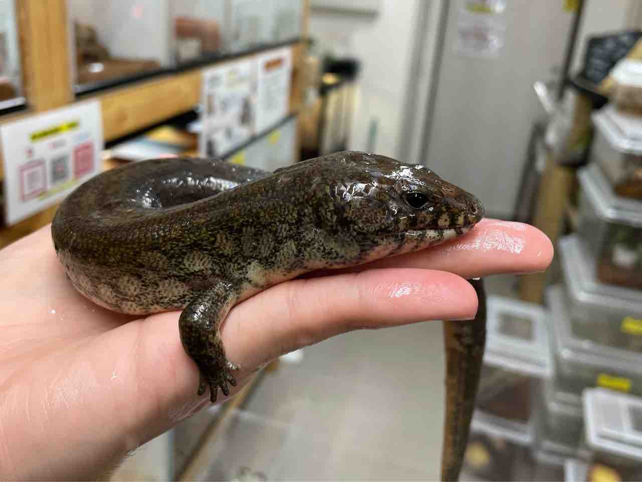 今週の2階新入荷 ヘビ、トカゲ、カメ : 爬虫類倶楽部