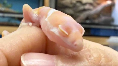 FullSizeRender