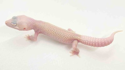 FullSizeRender