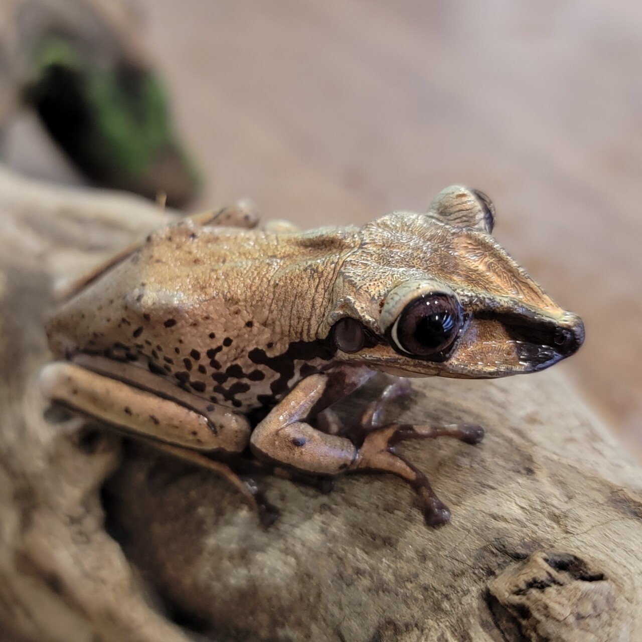 1階 新着ドイツ便やアメリカ便など色々入荷 : 爬虫類倶楽部