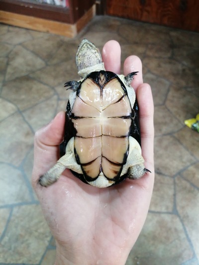 IMG_20200306_125119_1