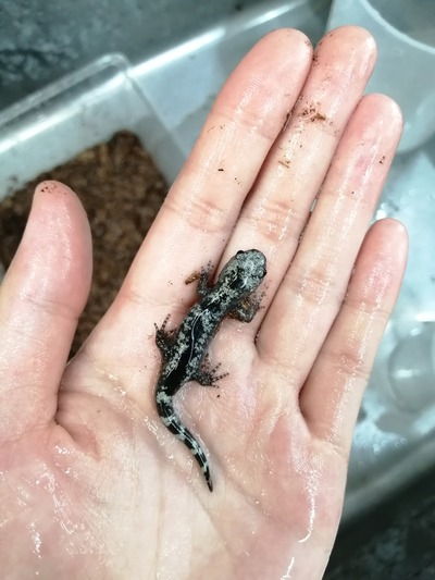 IMG_20200605_171941_1