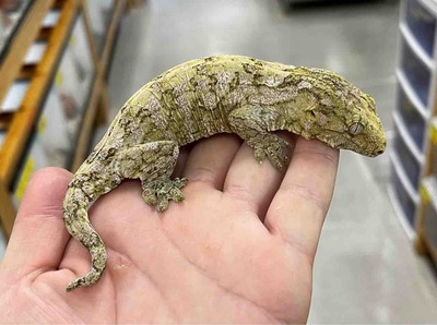 FullSizeRender