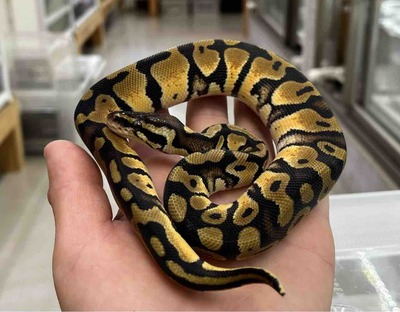 FullSizeRender