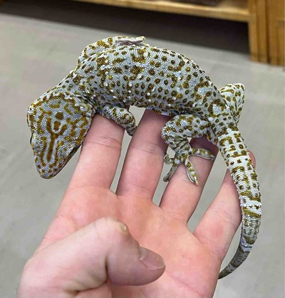 FullSizeRender