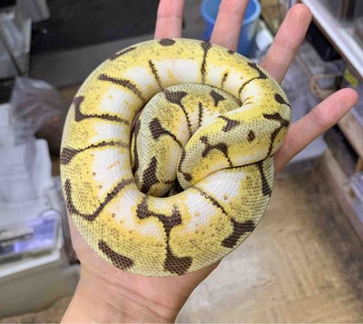FullSizeRender