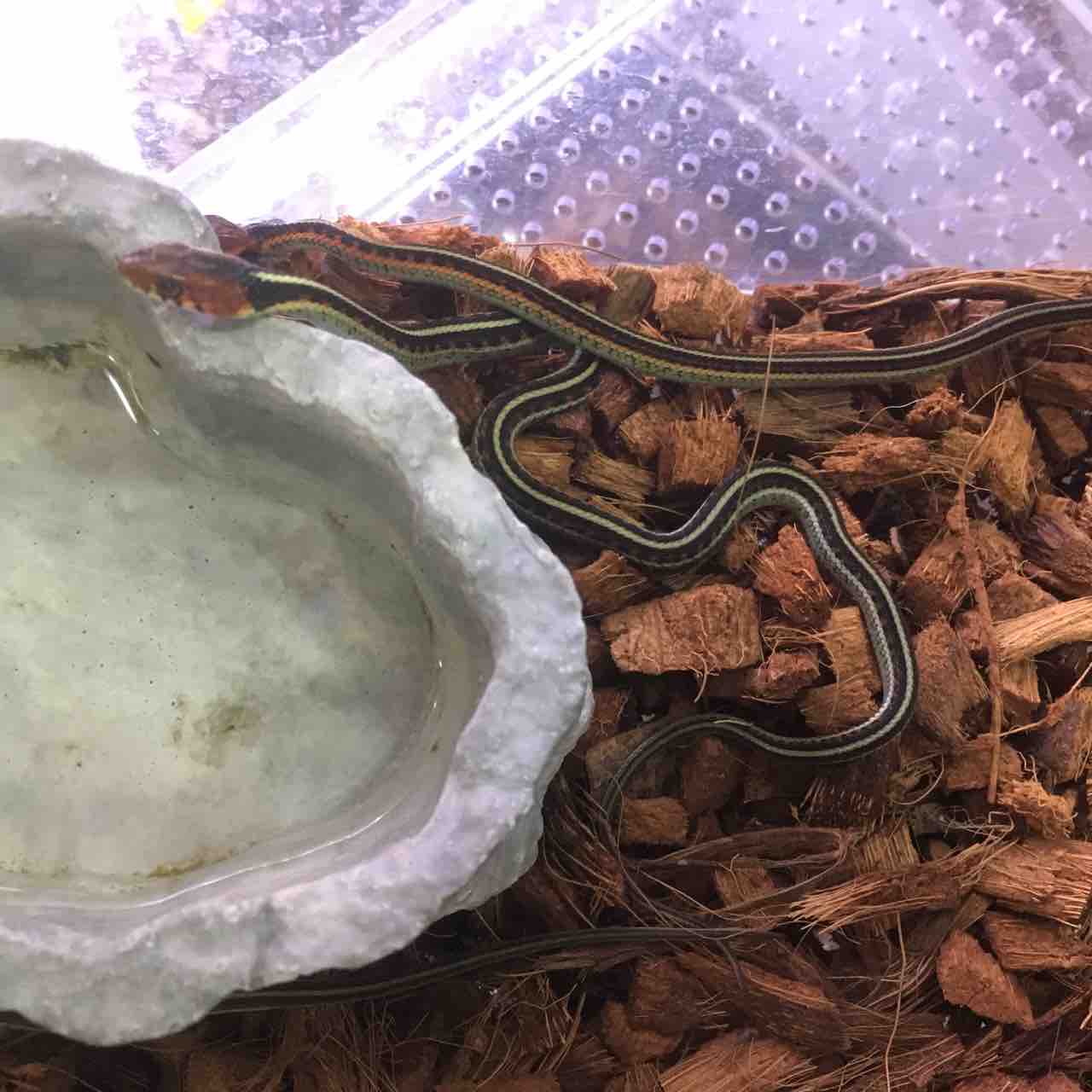 写真更新しました ドイツ便 ヘビ またまた新入荷あり 爬虫類倶楽部