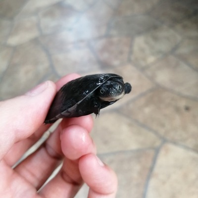 IMG_20200605_191740_1