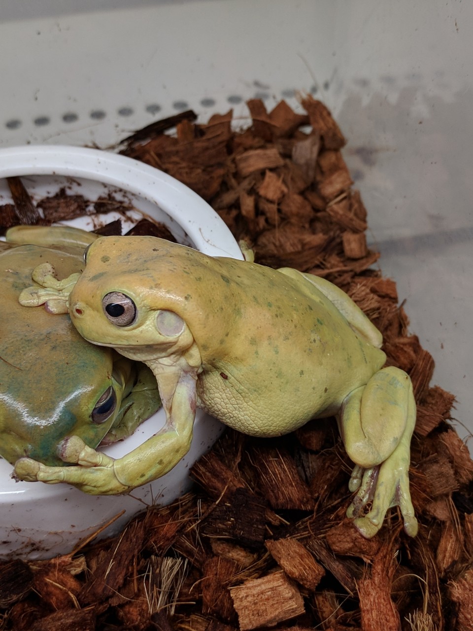 エシュショルツサラマンダーなど新入荷 爬虫類倶楽部 エシュショルツサラマンダーなど新入荷 爬虫類倶楽部