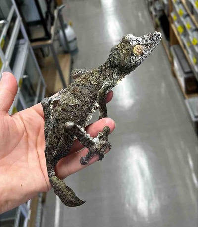 FullSizeRender