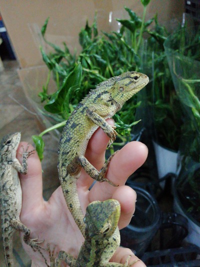 IMG_20200117_222419_BURST001_COVER