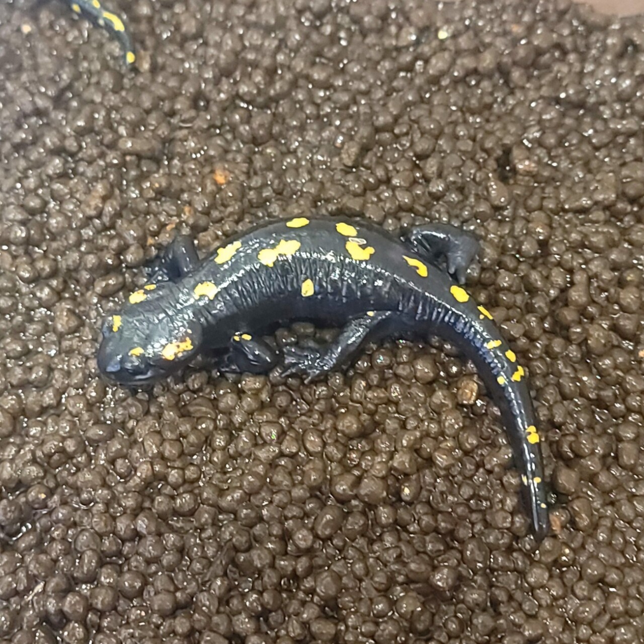 売却済）スポットサラマンダー（キボシサンショウウオ）