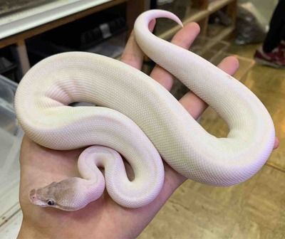 FullSizeRender