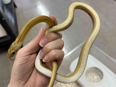 3階新入荷ヘビ : 爬虫類倶楽部