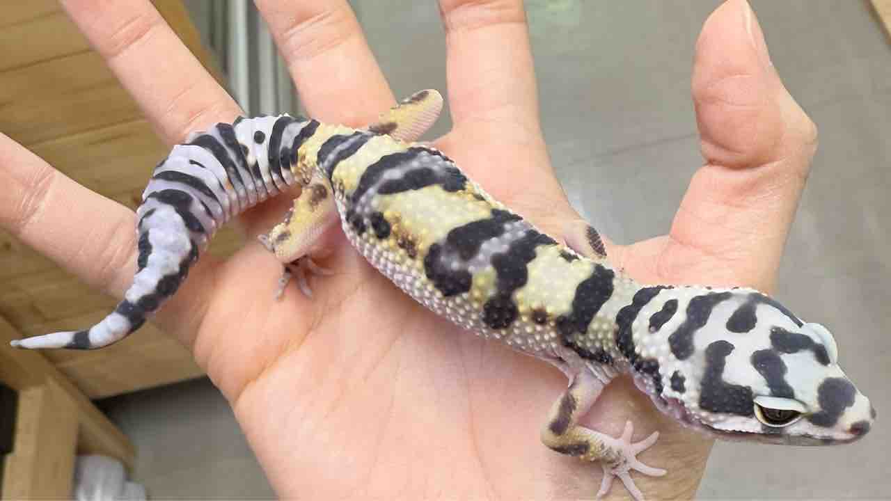 レオパ愛好家 レオパ愛好家 レオパ