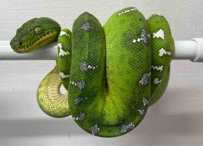 FullSizeRender