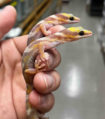 FullSizeRender