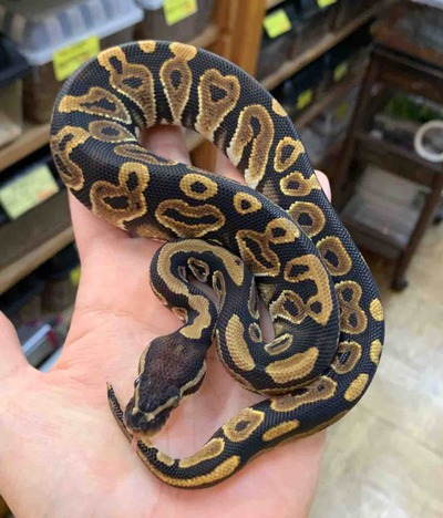 FullSizeRender