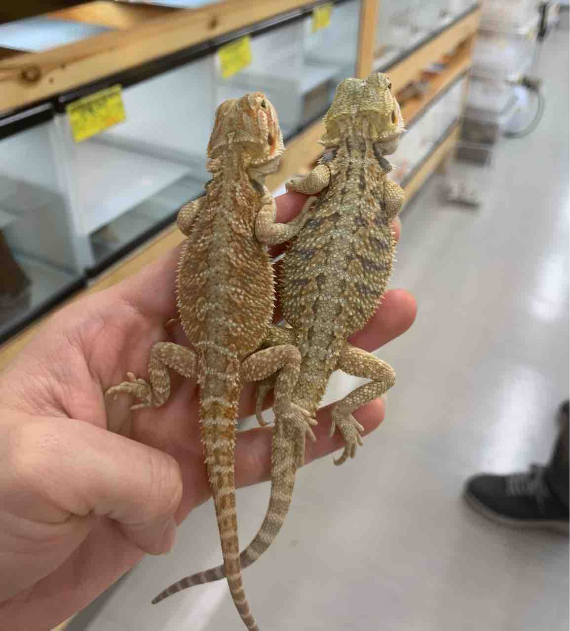 【中古】エキゾチック臨床 Vol.18 爬虫類の疾患と治療 カメ トカゲ ヘビ エキゾチック臨床Vol.18 爬虫類の疾患と治療でました！ | ヴァン