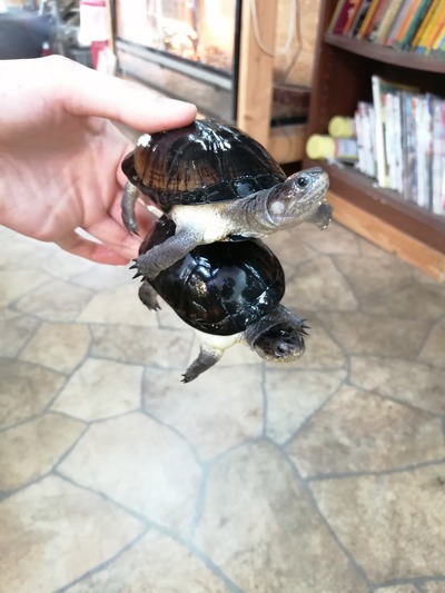 IMG_20200306_124939_1