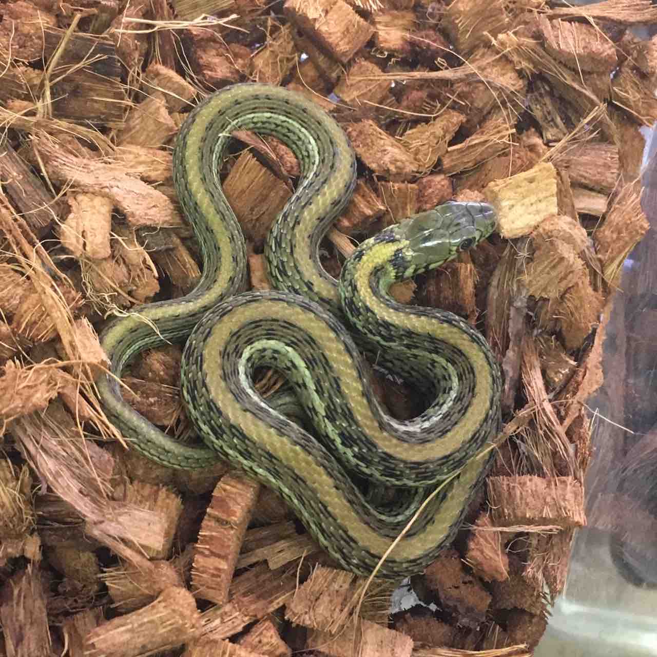 写真更新しました ドイツ便 ヘビ またまた新入荷あり 爬虫類倶楽部