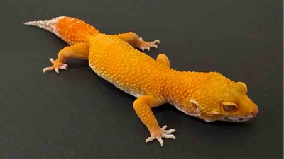 FullSizeRender
