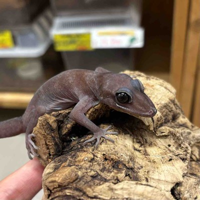 FullSizeRender