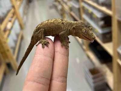 FullSizeRender