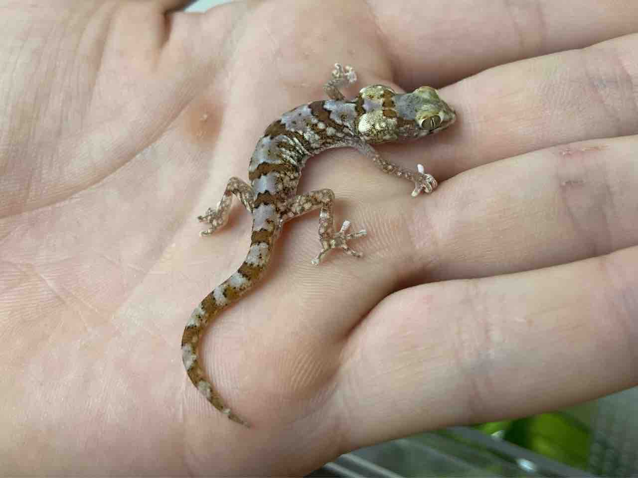 【金運アップ】白トカゲ（フレーム付） 金運アップ】白トカゲ（フレーム付）