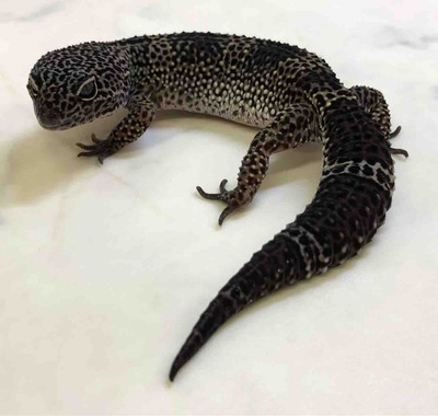 レオパ野郎 レオパちゃん達がお出迎え～ | 新宿 新大久保 爬虫類たちとふれあえる