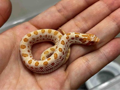 FullSizeRender