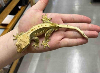 FullSizeRender