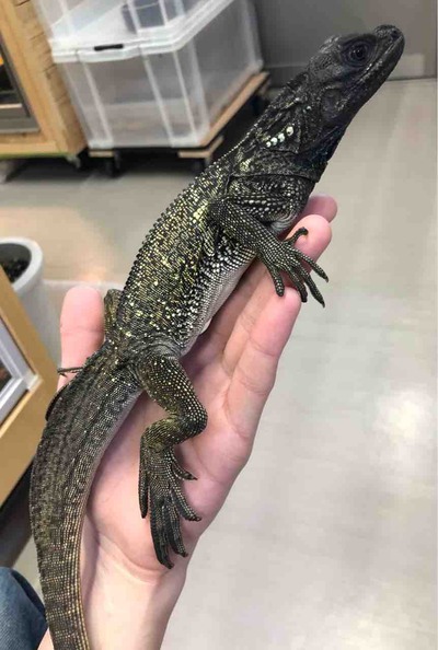 FullSizeRender