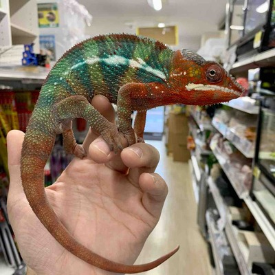 FullSizeRender