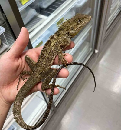 FullSizeRender