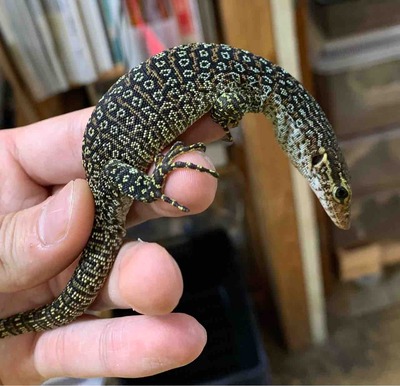 FullSizeRender