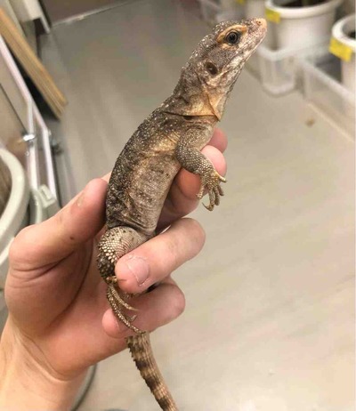 FullSizeRender