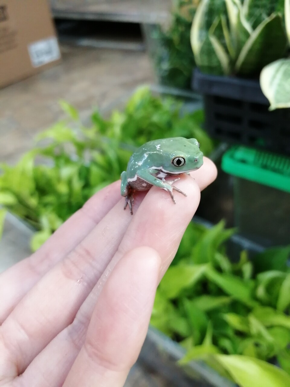 ソバージュネコメや特大マタマタ他トカゲいろいろ入荷 爬虫類倶楽部 ソバージュネコメや特大マタマタ他トカゲいろいろ入荷 爬虫類倶楽部