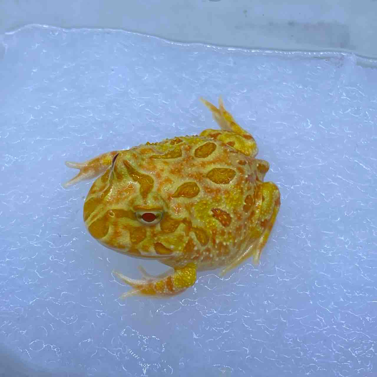 1階 新入荷生体 ～沢山来ております！～ : 爬虫類倶楽部