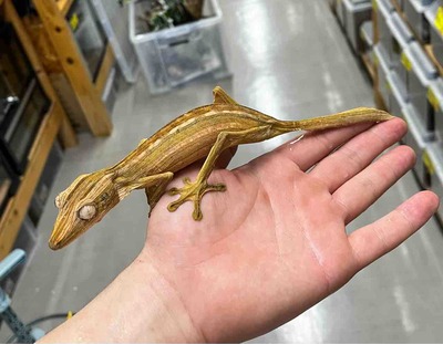 FullSizeRender