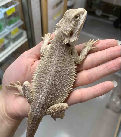 FullSizeRender