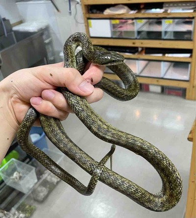FullSizeRender